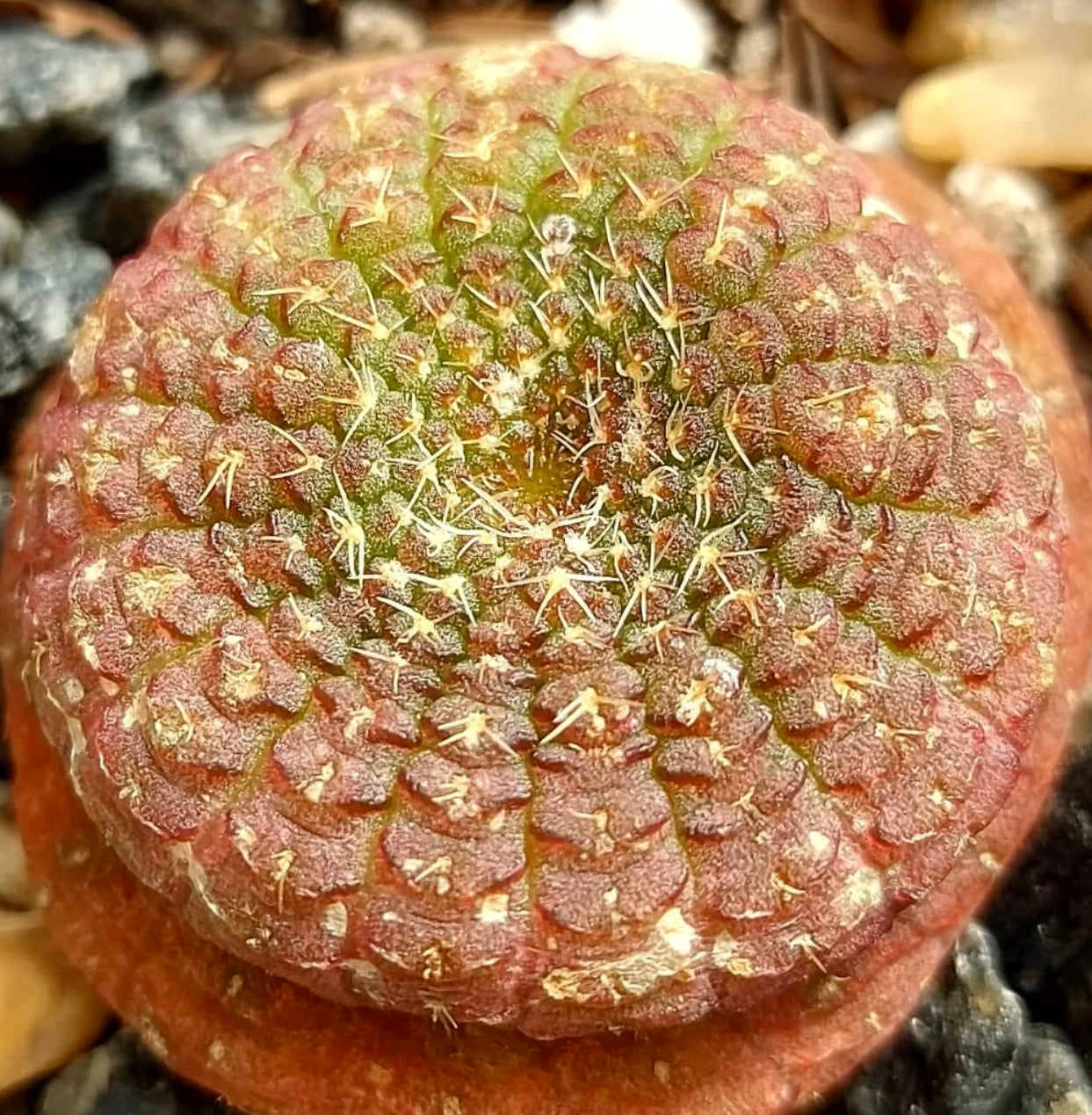 Frailea catapractoides succulent cactus with rounded ribbed body and small spines