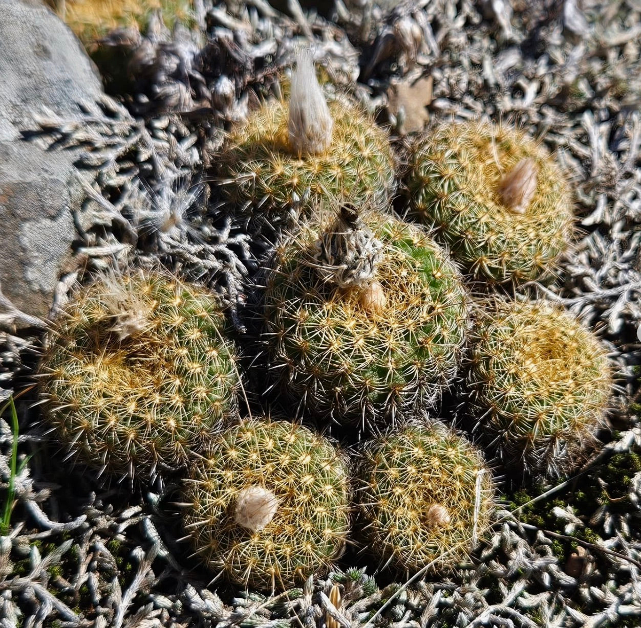 Frailea chrysacantha small round cactus with dense golden spines and woolly tops growing in soil