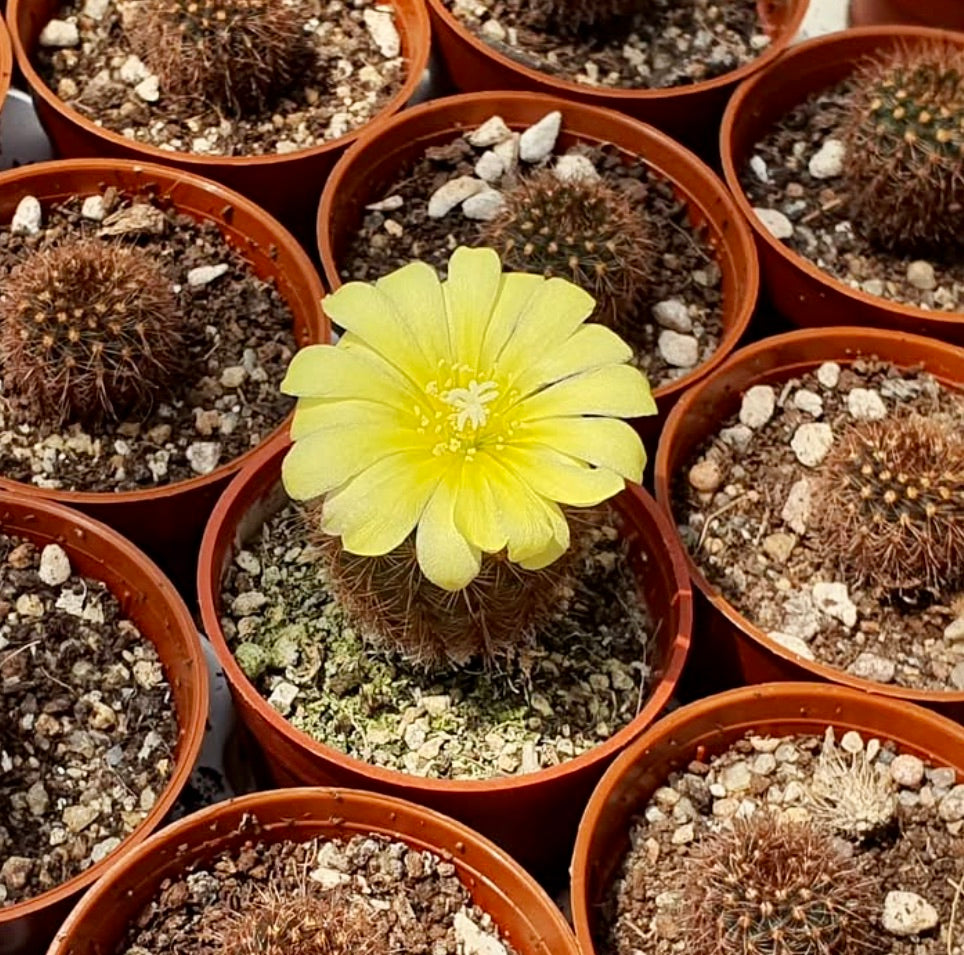 Frailea colombiana small cactus with bright yellow flower in terracotta pot