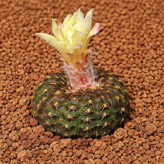 Frailea schlosseri kleine runde Kaktus mit gelber Blüte und feinen Stacheln auf Erde