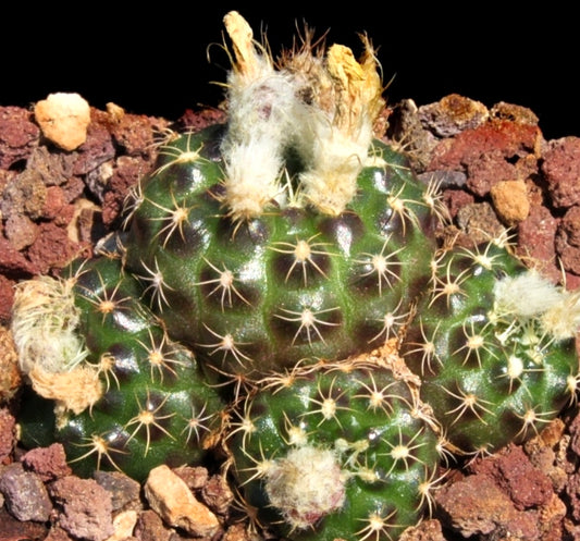 Frailea uhligiana SEEDS