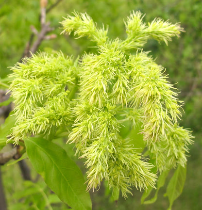 Fraxinus ornus delicate pale green flowering clusters with elongated leaves close-up