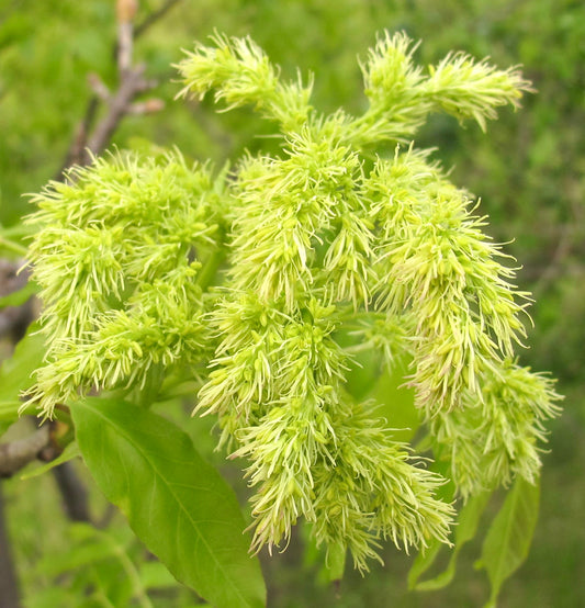 Fraxinus ornus delicate pale green flowering clusters with elongated leaves close-up
