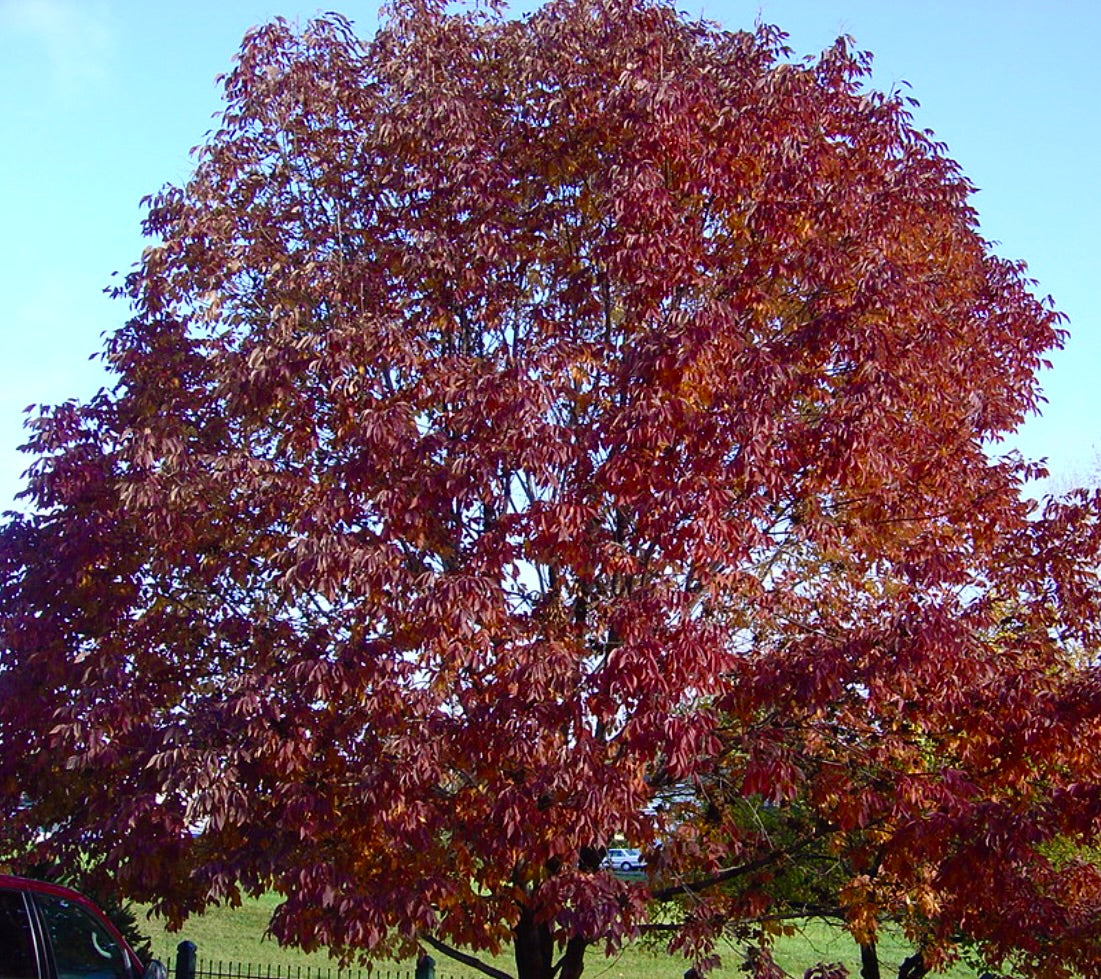 Fraxinus americana cv 'Autumn Purple' 20-45cm