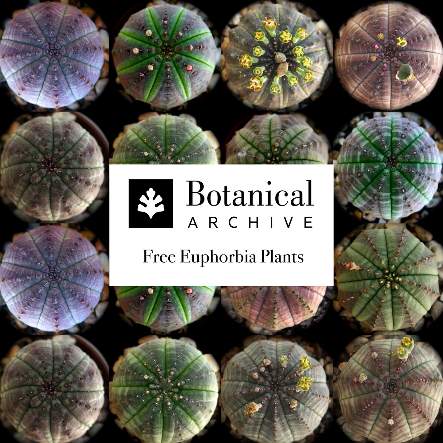 Euphorbia succulent plants with rounded ribbed bodies and small clustered flowers