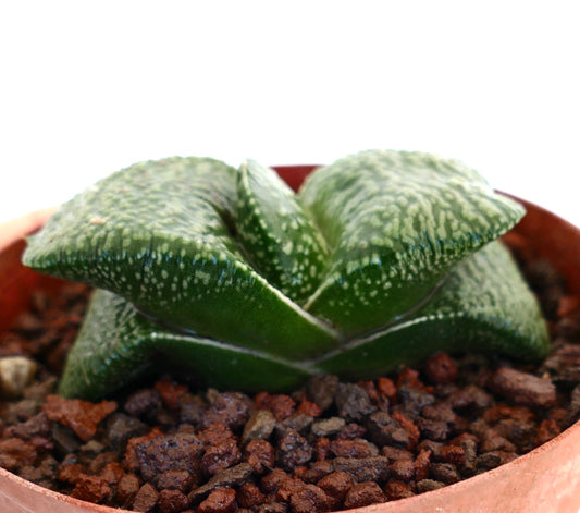 Gastera armstrongii succulent with thick textured green leaves in terracotta pot