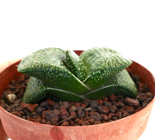 Gastera armstrongii succulent with thick green textured leaves in terracotta pot