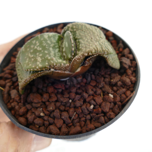 Gastera armstrongii cv 'Pearl' rare succulent with thick, speckled green leaves in black pot