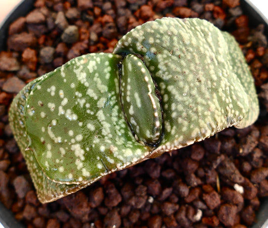 Gastera armstrongii cv 'Pearl' succulent with speckled green textured leaves in potting soil