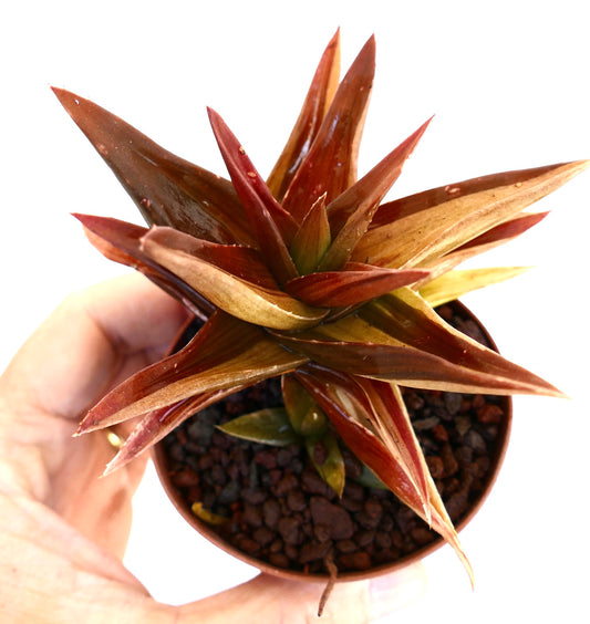Gasteraloe hybrid succulent with red and yellow variegated pointed leaves in small pot