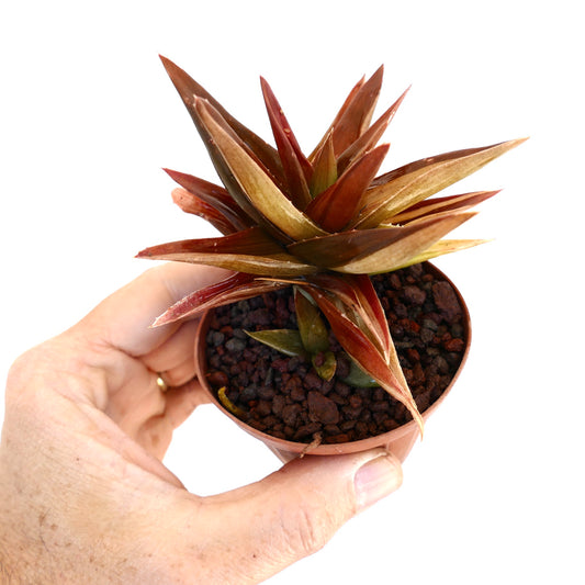 Gasteraole succulent hybrid with red and yellow pointed leaves in small pot