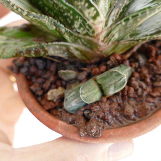 Gasteria Ariso-no-Matsu x Gasteria brachyphylla variegated succulent with thick spotted leaves in terracotta pot held by hand