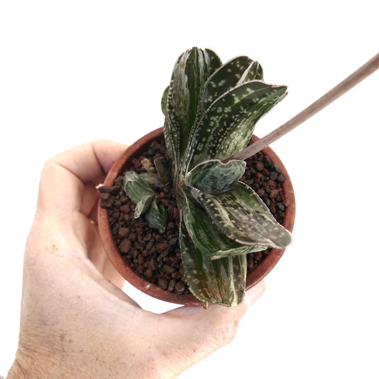 Gasteria Ariso-no-Matsu x Gasteria brachyphylla succulent with spotted green leaves in small pot held by hand