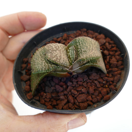 Gasteria armstrongi cv. 'Diamond KIng' rare succulent with thick spotted leaves in small black pot