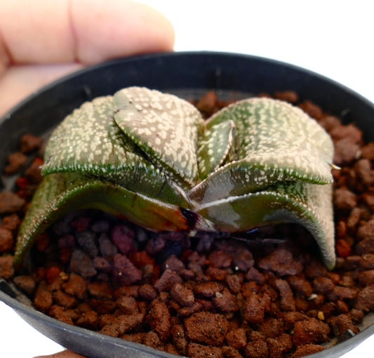 Gasteria armstrongi cv. 'Diamond KIng' rare succulent with thick spotted leaves in black pot