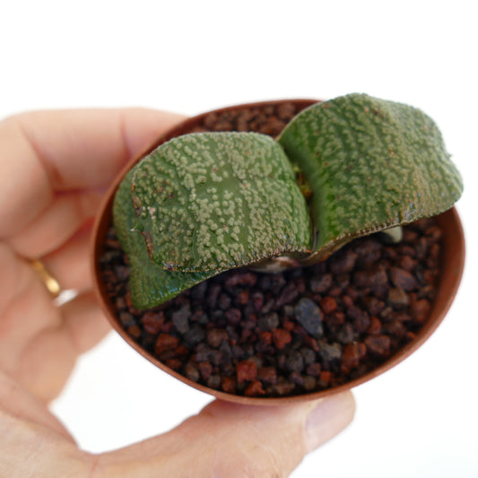 Gasteria armstrongii succulent with thick textured green leaves in small pot held by hand