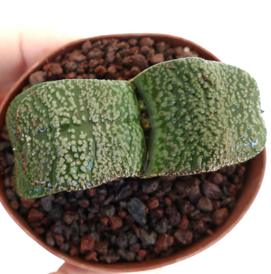 Gasteria armstrongii succulent with thick textured green leaves in small pot