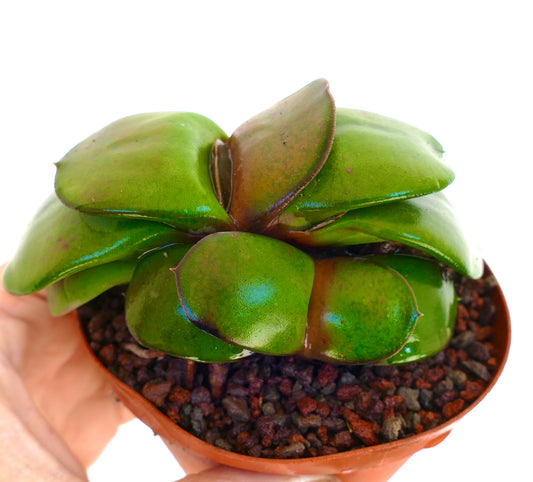 Gasteria armstrongii succulent with thick glossy green leaves in small pot