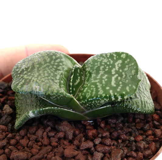 Gasteria armstrongii cv. 'Pearl' rare succulent with thick spotted green leaves in pot