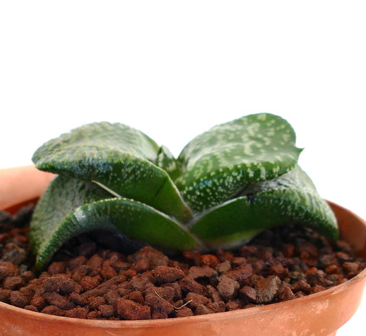 Gasteria armstrongii cv. 'Pearl' rare succulent with thick spotted green leaves in terracotta pot
