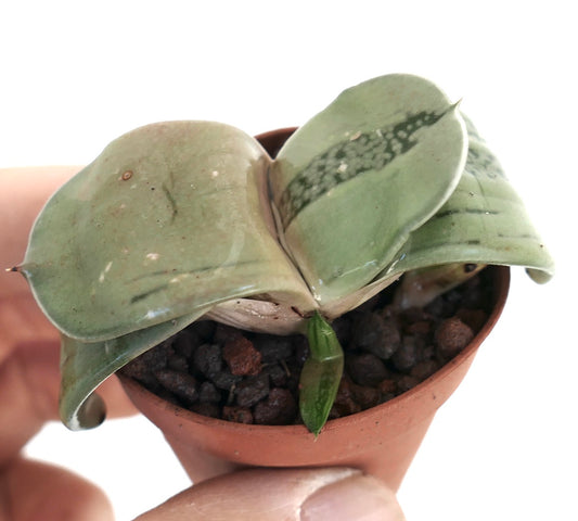 Gasteria armstrongii cv 'Ginsya-Kodakara' rare succulent with thick, folded green leaves in small pot