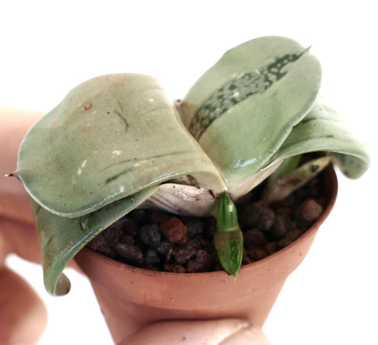 Gasteria armstrongii cv 'Ginsya-Kodakara' rare succulent with thick, smooth, spotted green leaves in small pot