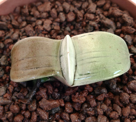 Gasteria armstrongii cv 'Ginsya-Kodakara' rare succulent with thick textured leaves in rocky soil