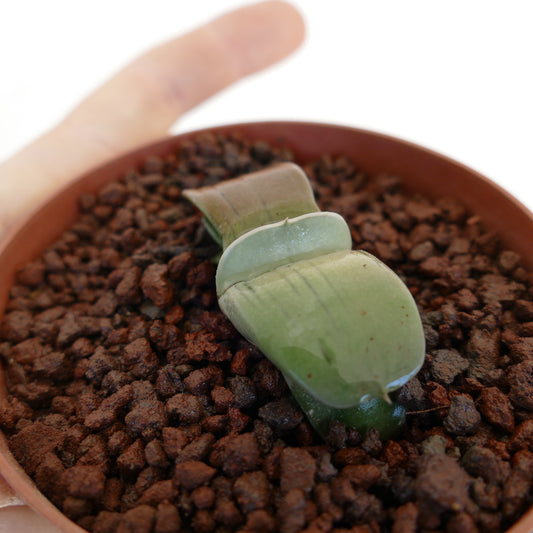 Gasteria armstrongii cv 'Ginsya-Kodakara' rare succulent with thick green leaves in brown pot