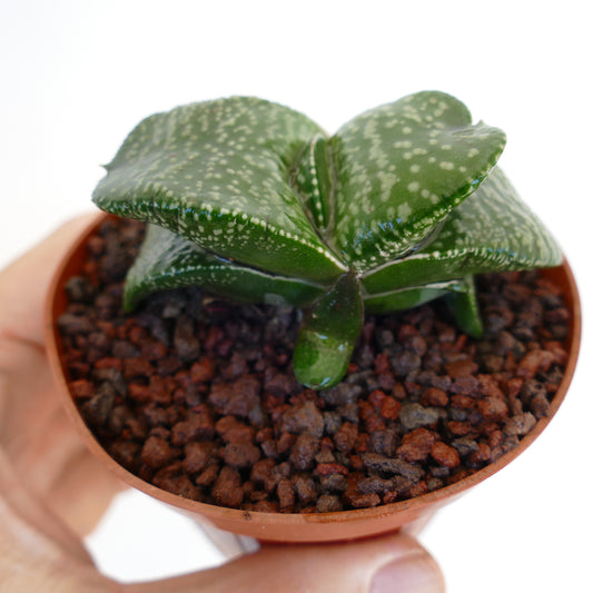Gasteria armstrongii cv 'Pearl' succulent with thick spotted green leaves in small pot