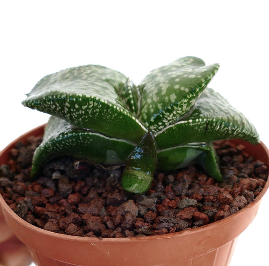 Gasteria armstrongii cv 'Pearl' succulent with thick spotted green leaves in terracotta pot