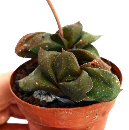 Gasteria armstrongii cv '森の矮人' rare succulent with thick textured leaves in small pot