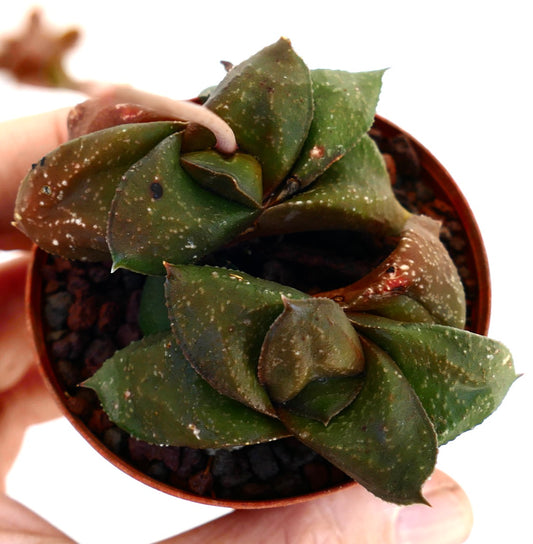 Gasteria armstrongii cv ' 森の矮人 ' rare succulent with thick spotted green leaves in small pot