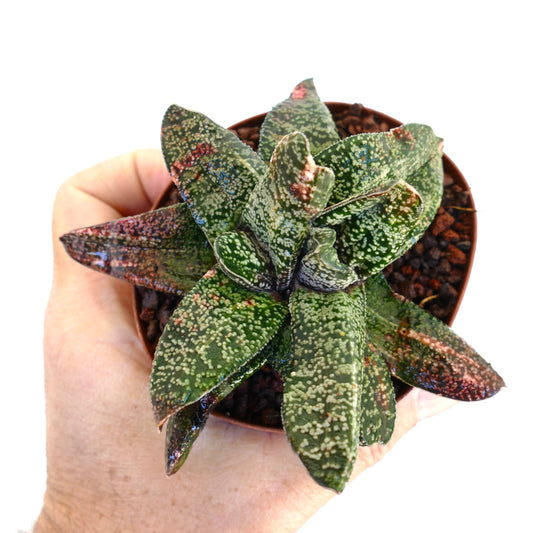 Gasteria batesiana succulent with thick spotted leaves in small pot held by hand
