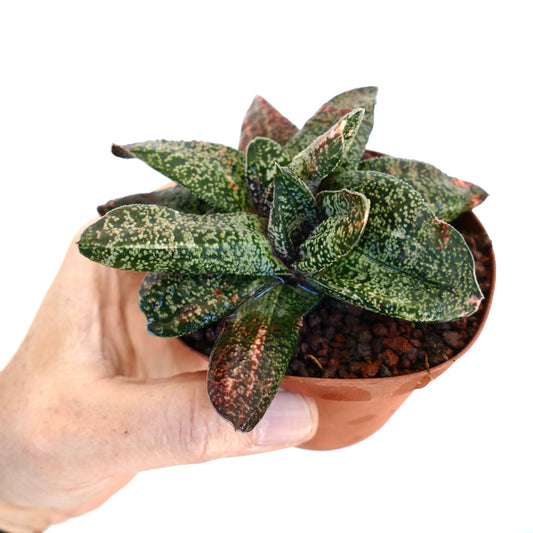 Gasteria batesiana succulent with spotted green leaves in small terracotta pot held by hand