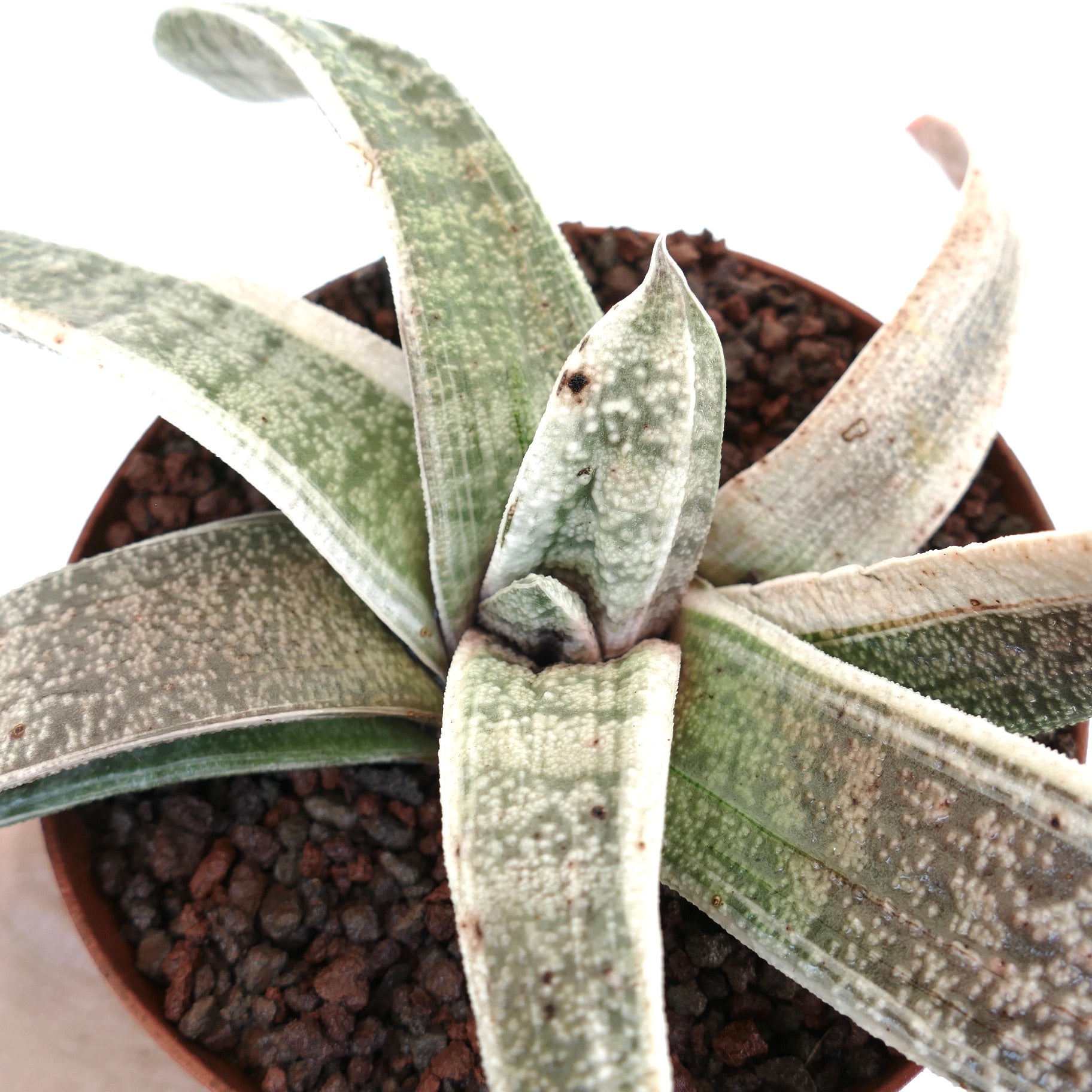 Gasteria batesiana cv. 'Carrara Marble' vetplant met dikke bonte bladeren in pot