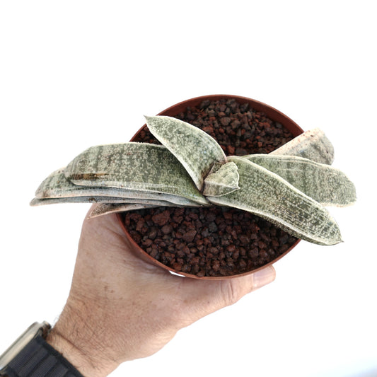 Gasteria batesiana cv. 'Carrara Marble' succulent with thick variegated leaves in small pot