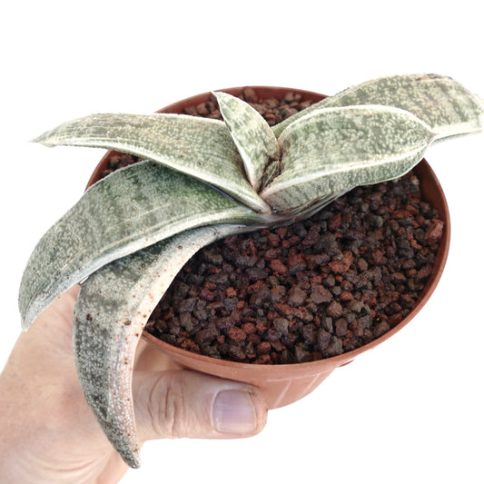 Gasteria batesiana cv. 'Carrara Marble' succulent with thick textured leaves in small pot