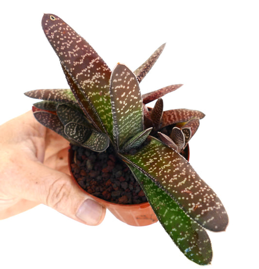 Gasteria carinata succulent with elongated spotted green and brown leaves in small pot