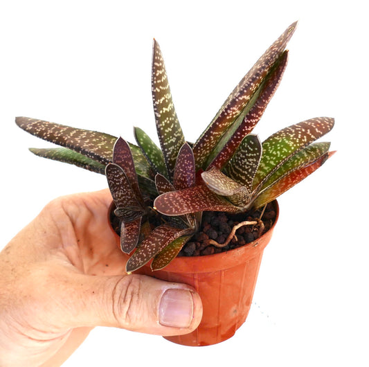 Gasteria carinata succulent with speckled dark green and reddish leaves in small pot