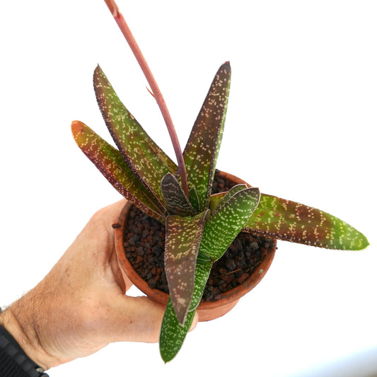 Gasteria carinata succulent with elongated spotted green leaves in small terracotta pot held by hand