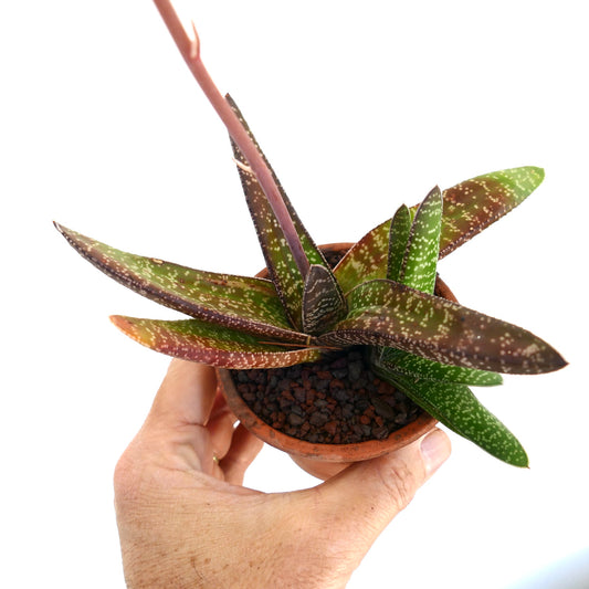 Gasteria carinata succulent with speckled green and brown leaves in terracotta pot held by hand