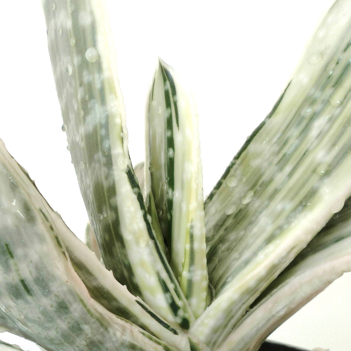 Gasteria cv 風白 Fūhaku succulent with thick white-variegated fleshy leaves and bumpy texture