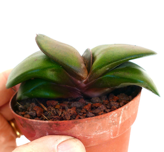 Gasteria pillansii cv succulent with thick smooth green leaves in small pot