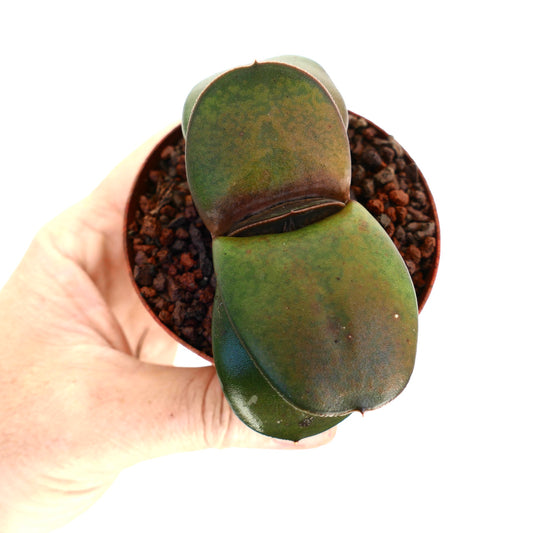 Gasteria pillansii succulent with thick smooth green leaves in small pot held by hand