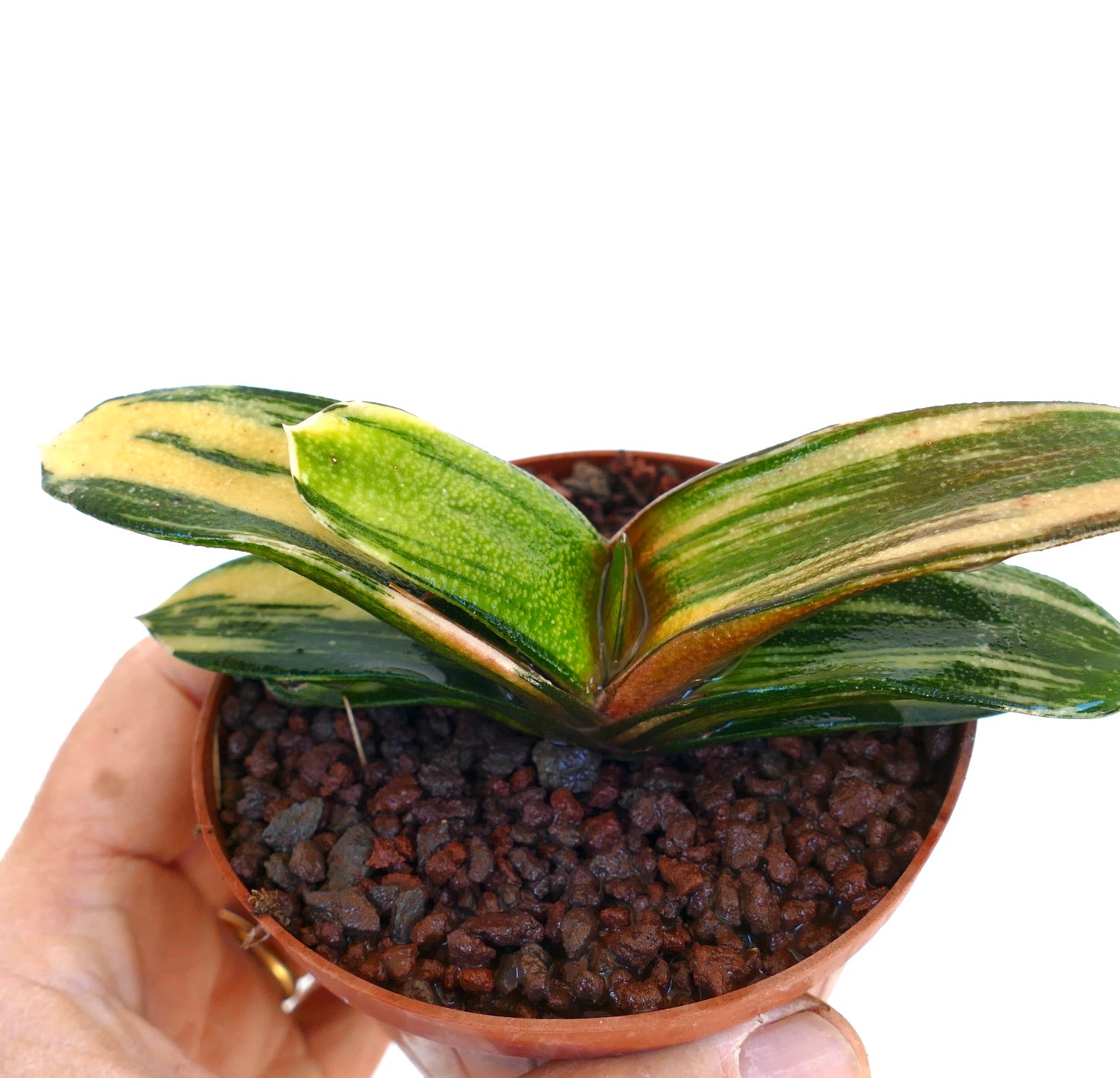 Gasteria pillansii x batesiana sukkulent med grønn- og gulbrokete blader i liten potte