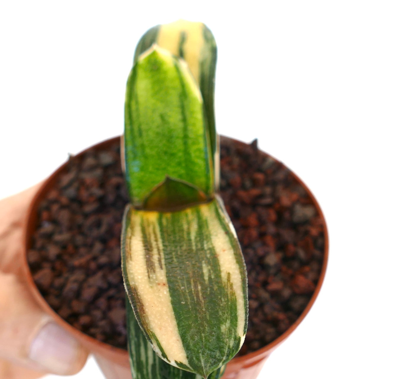Gasteria pillansii x batesiana sukkulent med grønne og kremfargede bladvariasjoner i liten potte