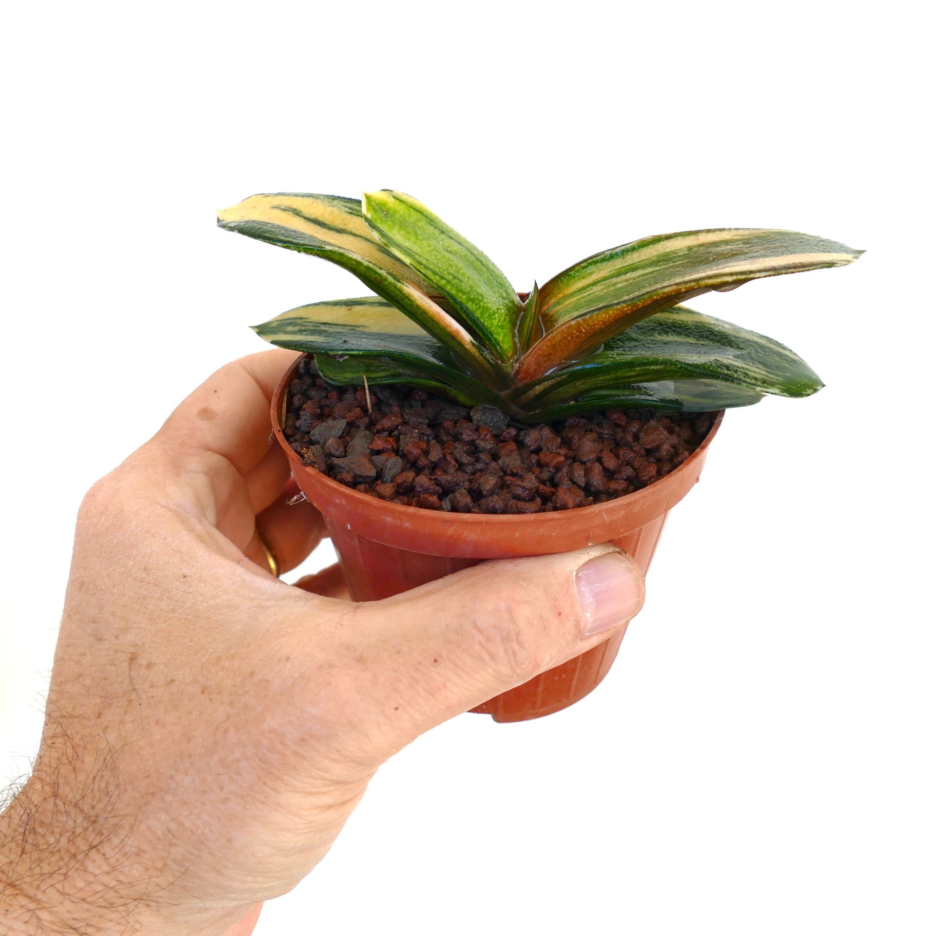 Gasteria pillansii x batesiana sukkulent med tykke, variert grønne og gule blader i liten potte