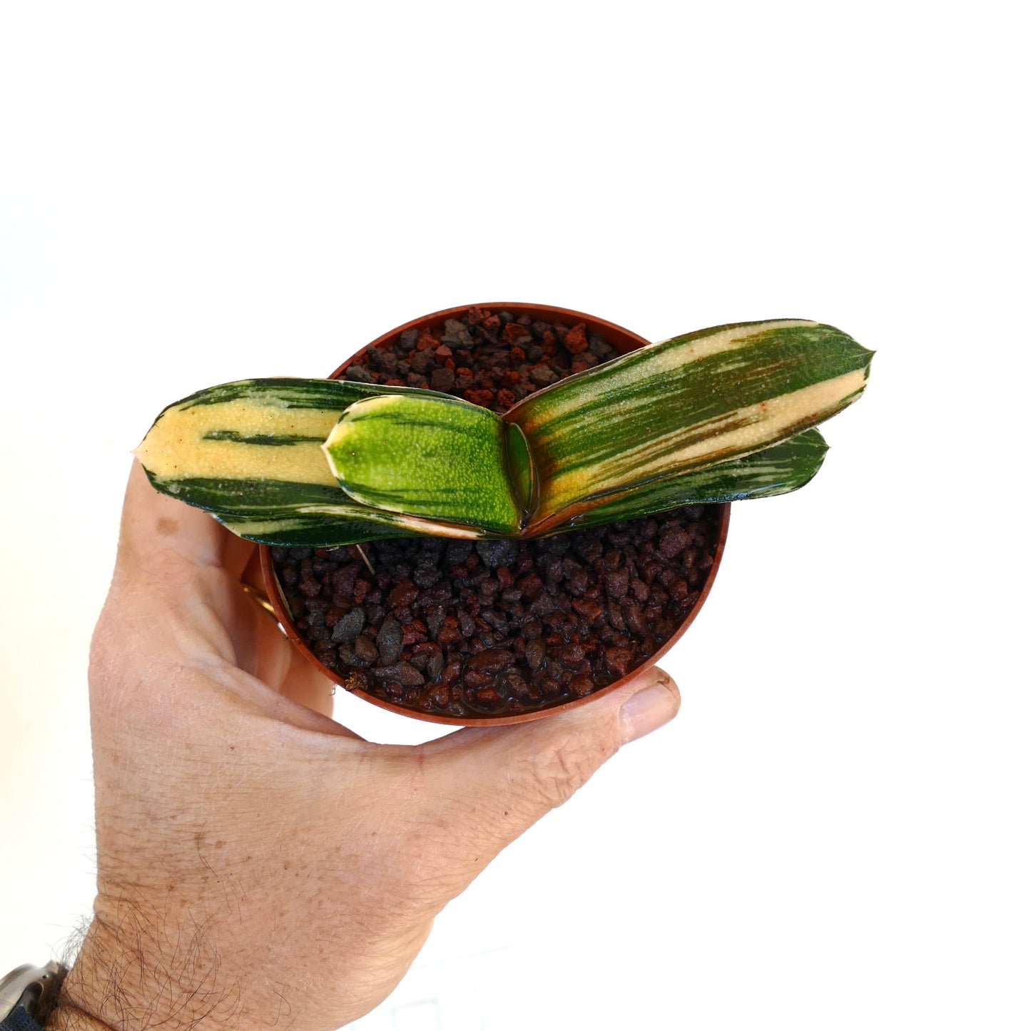 Gasteria pillansii x batesiana sukkulent med avlange varierte grønne og gule blader i liten potte
