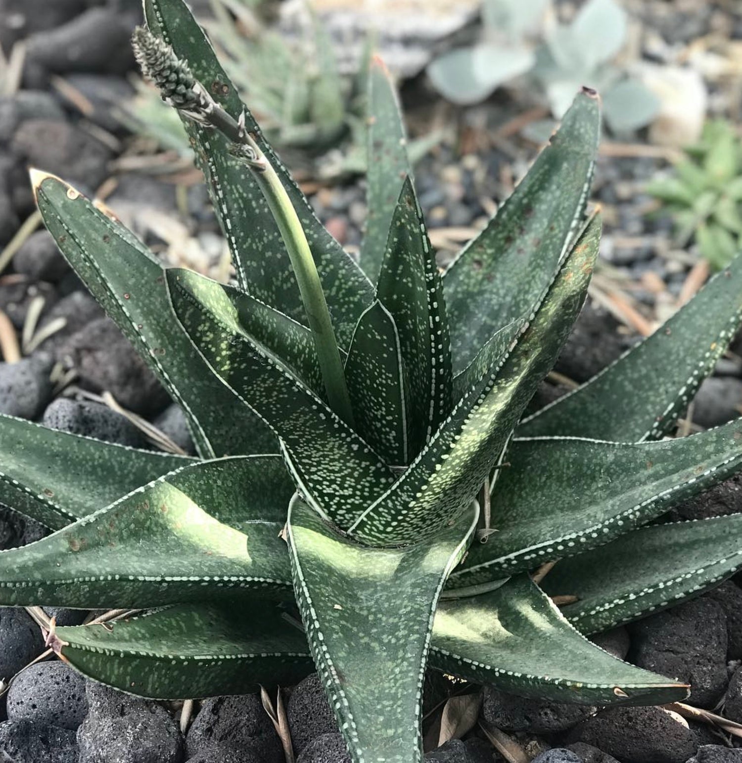 Gasteria acinacifolia succulent with thick spotted green leaves and tall flower stalk growing outdoors