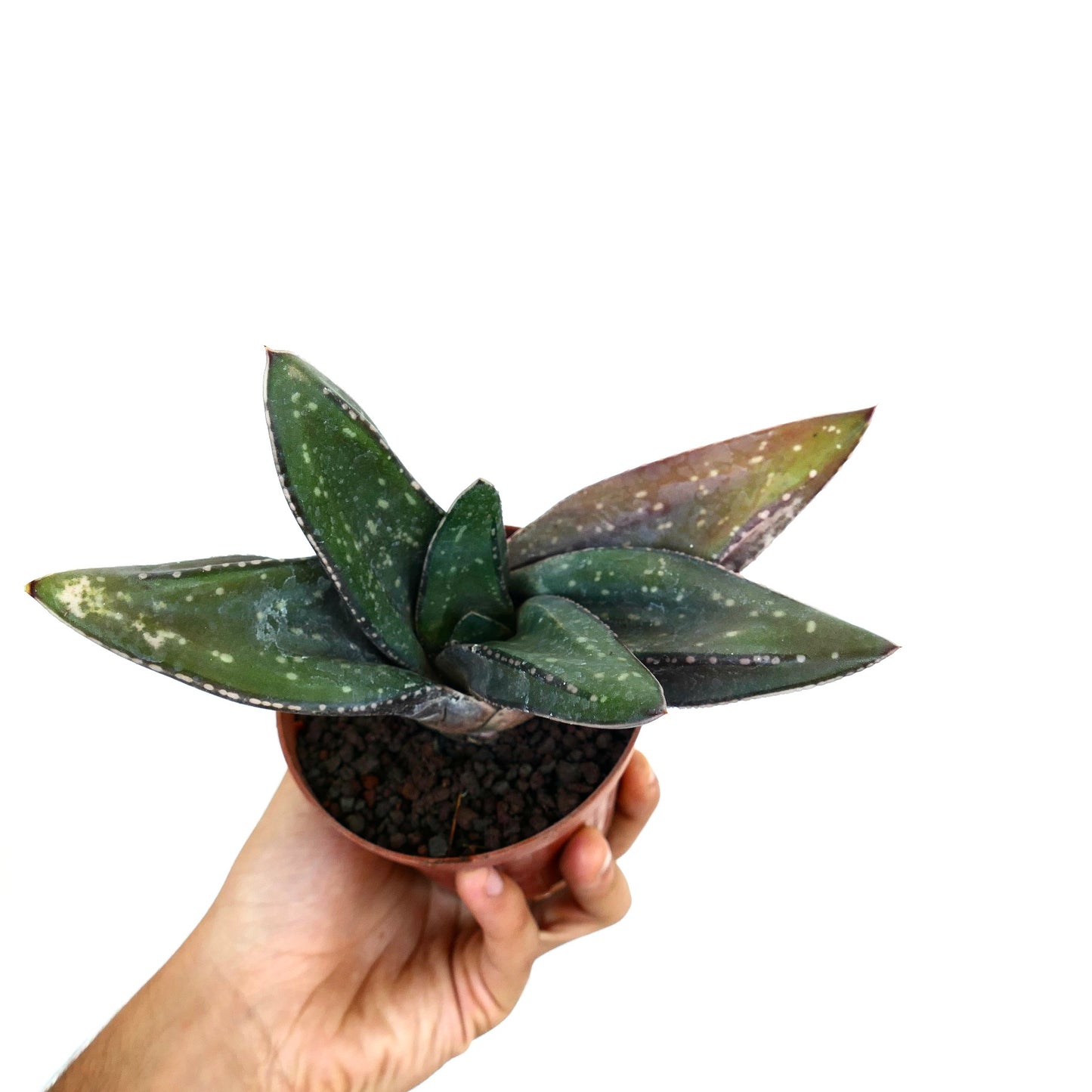 Gasteria armstrongii X Gasteria excelsa CAPE CANAVERAL